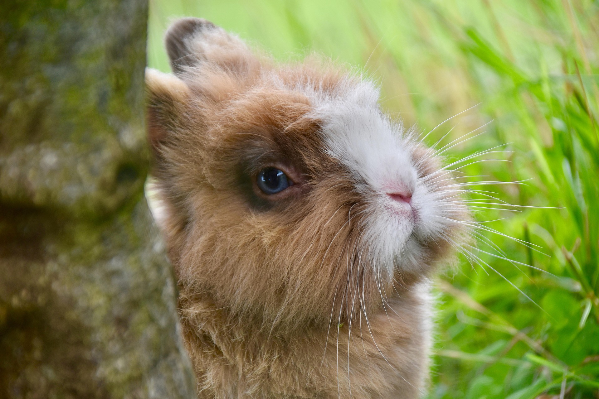 Cleo, a rabbit